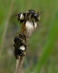 Macropis europaea